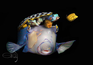 Pandora's boxfish by Dray Van Beeck 